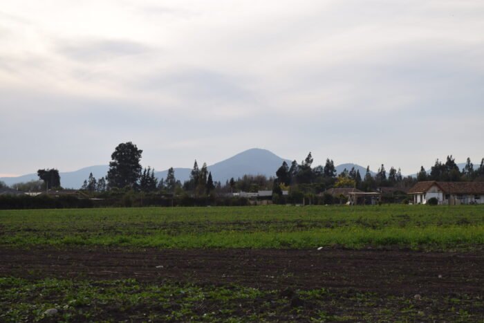 Los Abedules - Imagen 7